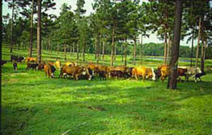 Agro-Silvo-Pastoral Systems