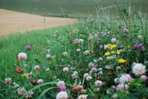 Biodiversity_in_Agricultural-Systems